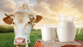Реализация молока в сельхозорганизациях за январь выросла почти на 4%